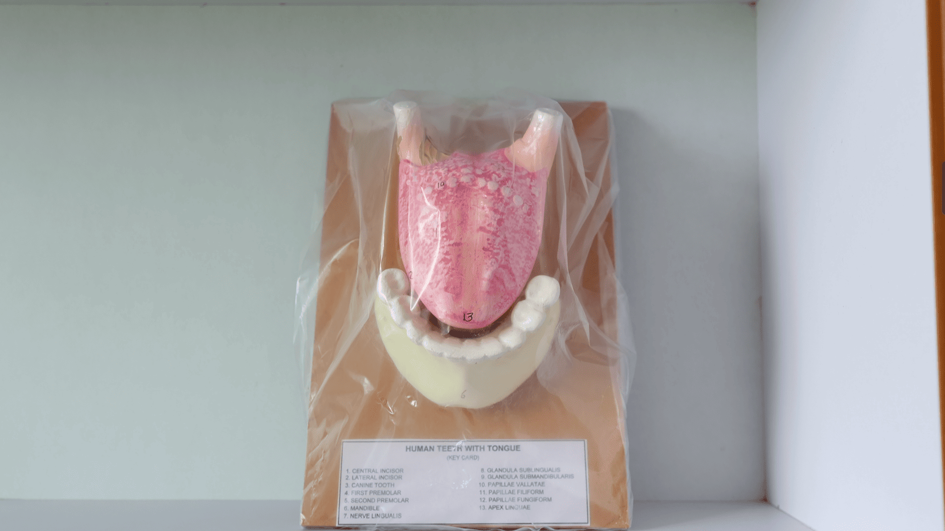 Pragjyotishpur University Guwahati Museum photo 10